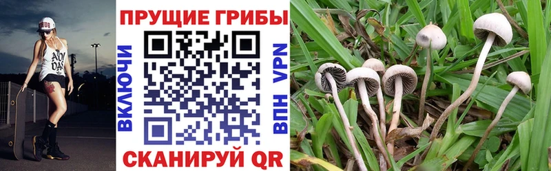 площадка телеграм  ОМГ ОМГ вход  Псилоцибиновые грибы ЛСД  Невинномысск  закладка 
